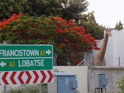 25552004_10157157457763079_3331207302218371430_n